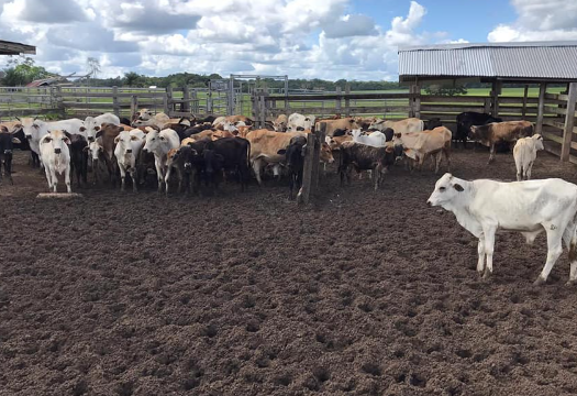 Guyana Livestock Development Authority